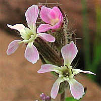 Thumbnail Picture of Silene gallica