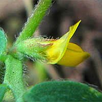 Thumbnail Picture of Acmispon wrangelianus