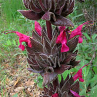 Thumbnail Picture of Salvia spathacea