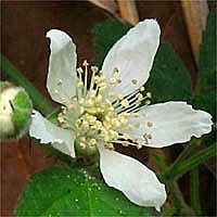 Thumbnail Picture of Rubus ursinus