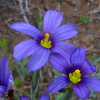Thumbnail Picture of Blue-eyed Grass