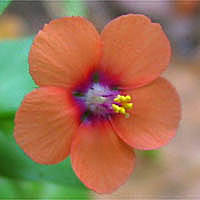 Thumbnail Picture of Scarlet Pimpernel