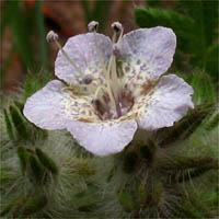 Thumbnail Picture of Phacelia cicutaria var. hispida