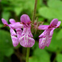 Thumbnail Picture of Stachys bullata