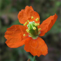 Thumbnail Picture of Papaver californicum
