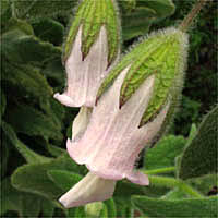 Thumbnail Picture of Pitcher Sage