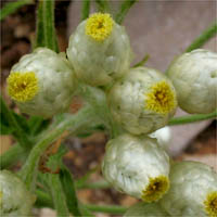 Thumbnail Picture of California Everlasting
