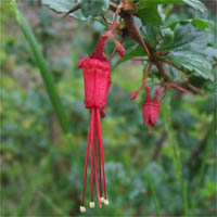 Thumbnail Picture of Ribes speciosum
