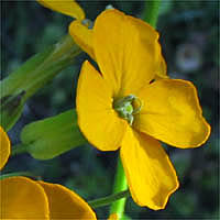 Thumbnail Picture of Western Wallflower
