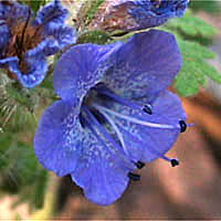 Thumbnail Picture of Phacelia distans