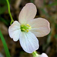Thumbnail Picture of Cardamine californica