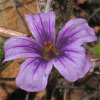 Thumbnail Picture of Erodium botrys