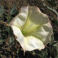 Thumbnail Picture of Datura wrightii