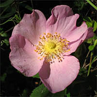 Thumbnail Picture of Rosa californica