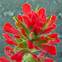 Thumbnail Picture of Woolly Paintbrush
