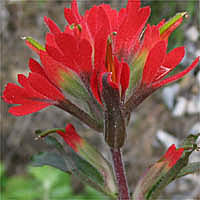 Thumbnail Picture of Castilleja affinis ssp. affinis