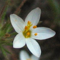 Thumbnail Picture of Linanthus