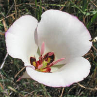 Thumbnail Picture of Calochortus catalinae