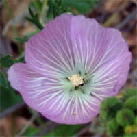 Thumbnail Picture of Sidalcea sparsifolia