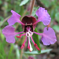 Thumbnail Picture of Clarkia unguiculata