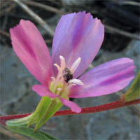 Thumbnail Picture of Clarkia purpurea ssp. quadrivulnera