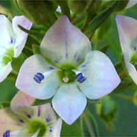 Thumbnail Picture of Veronica anagallis-aquatica