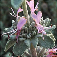 Thumbnail Picture of Salvia leucophylla