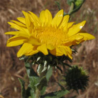 Thumbnail Picture of Grindelia camporum