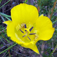 Thumbnail Picture of Yellow Mariposa Lily