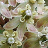 Thumbnail Picture of Asclepias fascicularis