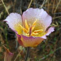 Thumbnail Picture of Calochortus plummerae