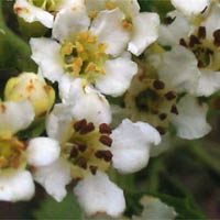 Thumbnail Picture of Heteromeles arbutifolia