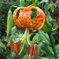 Thumbnail Picture of Humboldt Lily