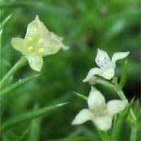 Thumbnail Picture of Galium andrewsii