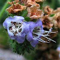 Thumbnail Picture of Phacelia ramosissima