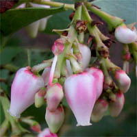 Thumbnail Picture of Arctostaphylos glauca