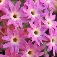 Thumbnail Picture of Pink Sand Verbena