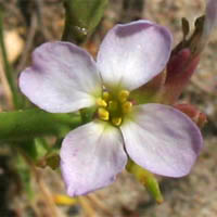Thumbnail Picture of Sea Rocket