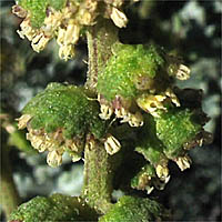 Thumbnail Picture of Ambrosia chamissonis