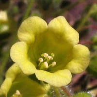 Thumbnail Picture of Emmenanthe penduliflora