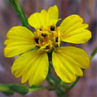 Thumbnail Picture of Deinandra fasciculata