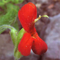 Thumbnail Picture of Erythranthe cardinalis