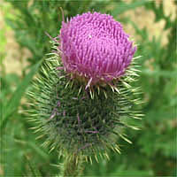 Thumbnail Picture of Bull Thistle