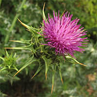 Thumbnail Picture of Milk-thistle