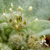 Thumbnail Picture of Croton setiger