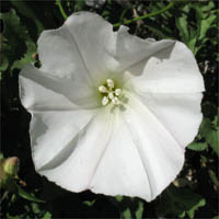 Thumbnail Picture of Wild Morning Glory