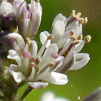 Thumbnail Picture of Thysanocarpus curvipes