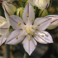 Thumbnail Picture of Allium haematochiton