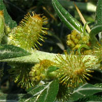 Thumbnail Picture of Spiny Cocklebur
