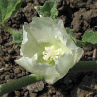 Thumbnail Picture of Alkali-mallow